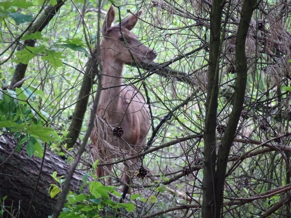 Veluwe Park Reewold Chalet Talisman Putten Kültér fotó